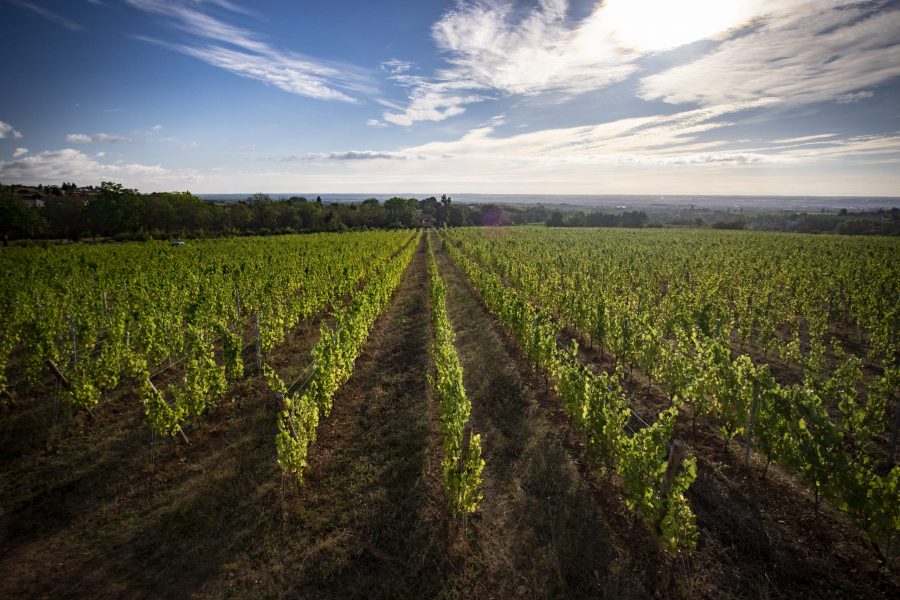 Vineyard with rows of green grapevines under a blue sky with clouds.