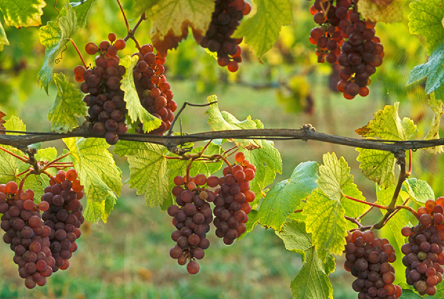 Just Roberto Pinot Grigio 2025 IGT Umbria
